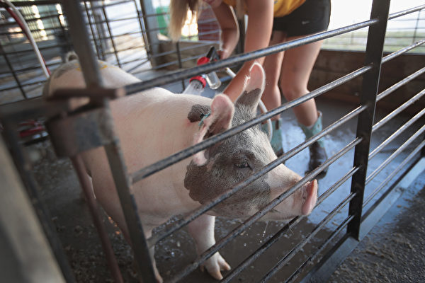 近千美种猪空降四川 中国种猪年进口超二万头