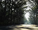 新詩：行道樹