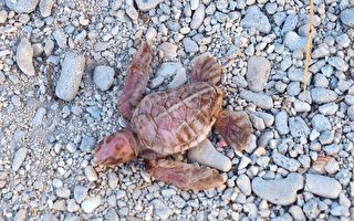 通體呈玫瑰粉 澳洲海灘現罕見白化小海龜