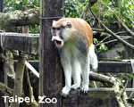 北市動物園又見脫逃事件 紅猴趁隙落跑