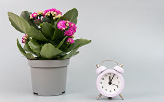 新研究发现植物“睡前”设闹钟 以确保生存