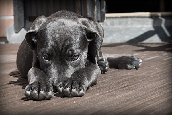 巴西流浪狗罹患癌症 自己去找獸醫看病