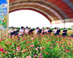 砾间净化水抗旱有成 新市花田音乐会登场