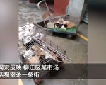 大陆惊现“杀猫一条街” 场面血腥残忍
