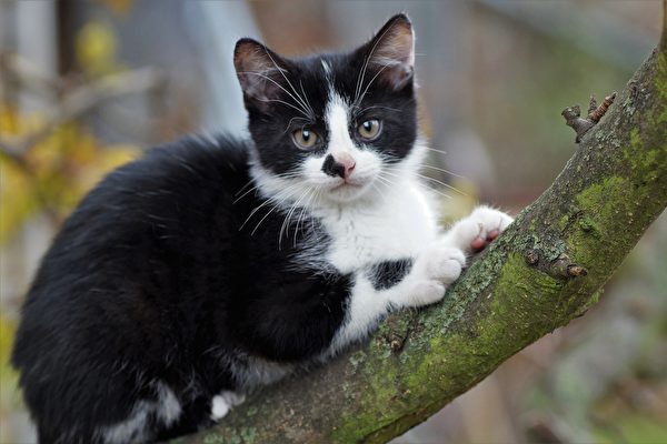 猫咪受困15米树梢 树医30秒攀高成功救援