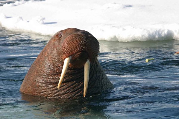 北極海象罕見現蹤愛爾蘭 疑冰山上睡著漂過來