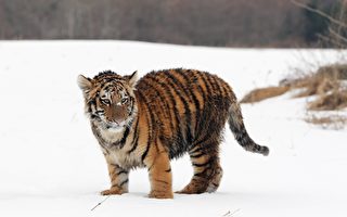 游客涌入俄罗斯动物园 听这只幼虎“唱歌”