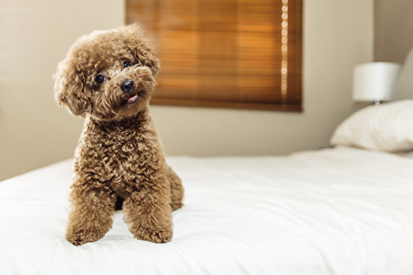 Cute,Toy,Poodle,Sitting,On,Bed,Shutterstock,dog