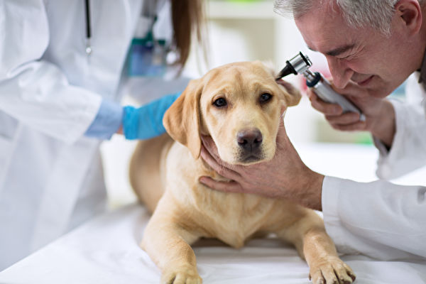 Veterinarian,Examining,Ear,Of,Labrador,With,Otoscope