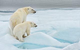 任職全球最大北極熊產科醫院 俄男出生入死