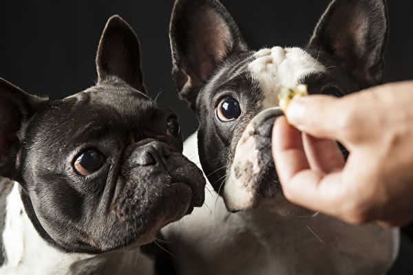 Shutterstock,Caucasian,Male,Owner's,Hand,Feeding,Food,To,2,French,Bulldogs,