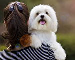 專家曝中小型犬更長壽 牠們能陪你更久