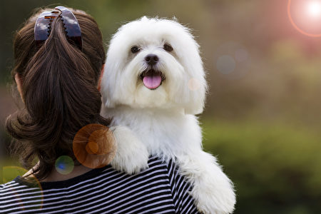 专家曝中小型犬更长寿它们能陪你更久 狗 宠物 兽医 大纪元