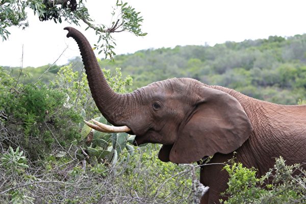 濒死大象获救 12年后认出恩人 伸长鼻打招呼