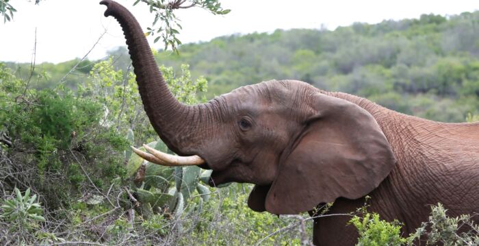 動物靈媒:大象告訴我 為何它殺了4個人