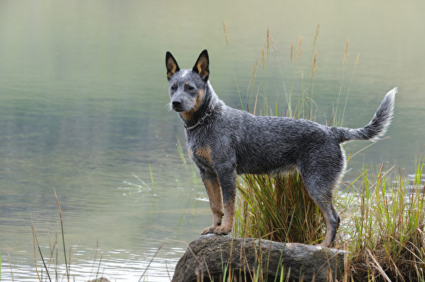 Australian,Cattle,Dog,(aka,Blue,Heeler),Puppy,Poses,On,A,Shutterstock