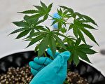 纽约通过大麻合法化提案 反对组织警告危害