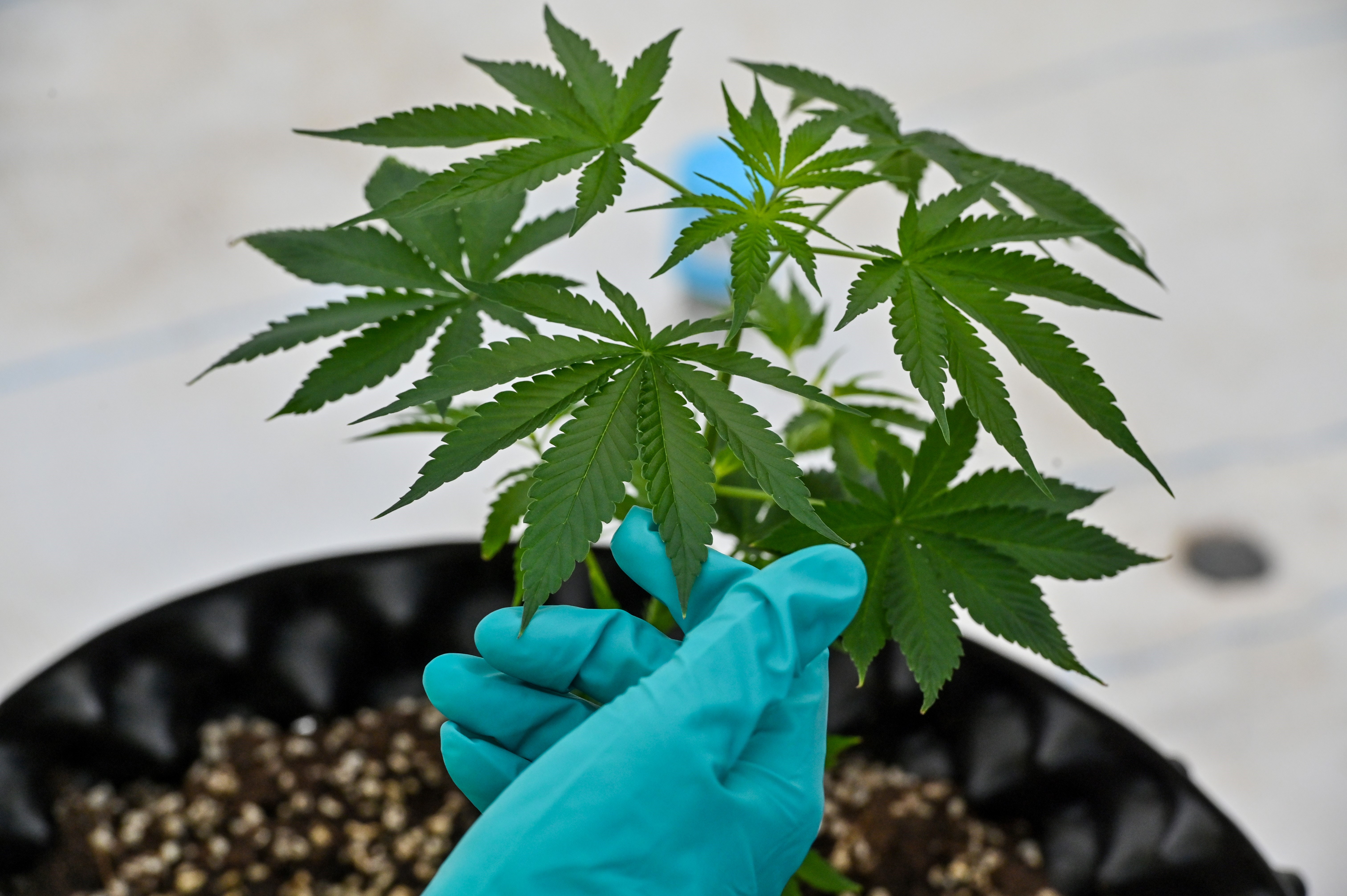 纽约通过大麻合法化提案反对组织警告危害 纽约州 大纪元 纽约通过大麻合法化提案反对组织警告危害 纽约州 大纪元