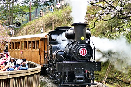 國寶級古董蒸汽老火車頭拉著4節的檜木車廂重出江湖，為每年的花季賞櫻拉開序幕。