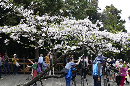 阿里山森林園區的櫻花樹一年年老去了，花況漸漸不若以往。