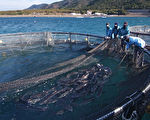 从大鹏湾变迁沧桑 谈石斑鱼新商机
