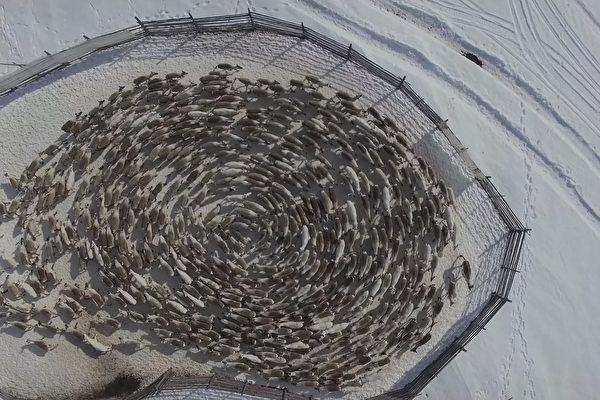 俄羅斯馴鹿集體繞圓圈 空拍畫面令人驚歎
