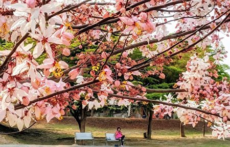 组图 南台湾花旗木 小叶榄仁及羊蹄甲之美 赏花 宋永泰 大纪元