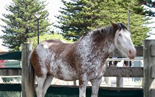 南澳维克多港40万扩建马厩 增设亲马活动