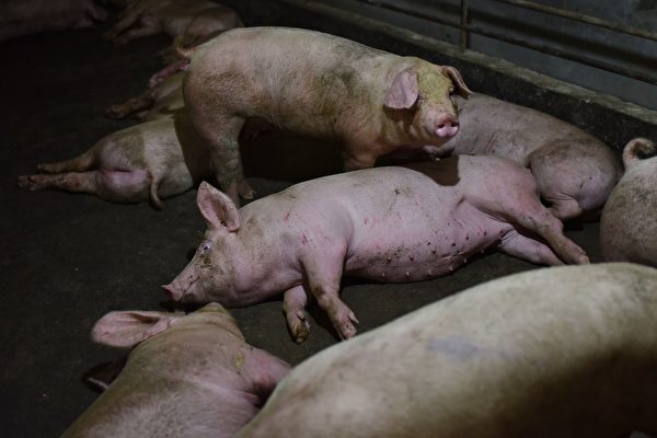 大陆生猪过剩 猪农：一只猪比去年少卖千元