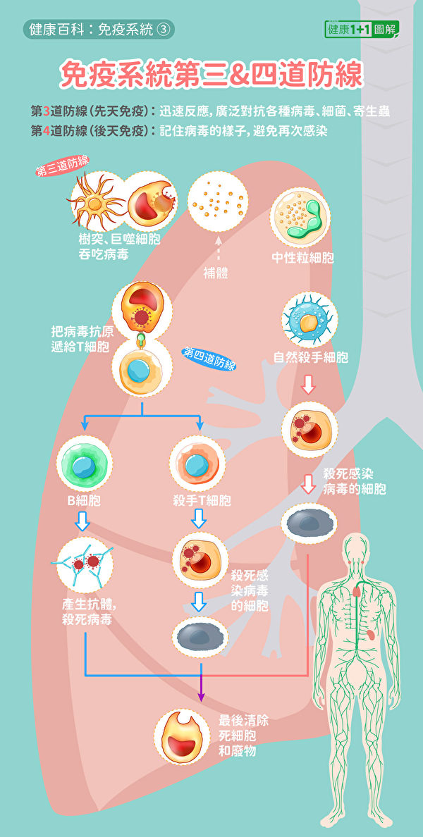人體的先天免疫系統和後天免疫系統的重要抗病毒機制。包括T細胞殺死感染細胞、B細胞產生抗體。（健康1+1／大紀元）