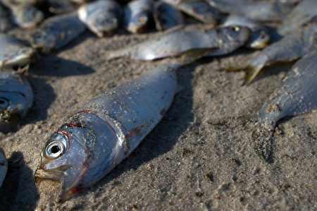 新泽西近海河道大批鱼类突发死亡 鱼类死亡 鲱鱼 Menhaden  大纪元