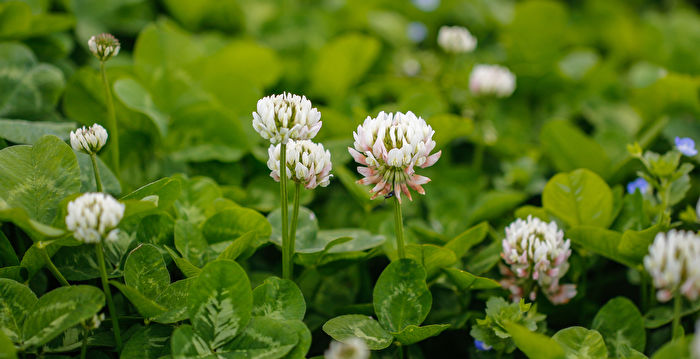 园艺专家:5种杂草对土壤有益 拔掉前要三思