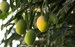 印度“芒果人”培育的果树 会长出300种果实