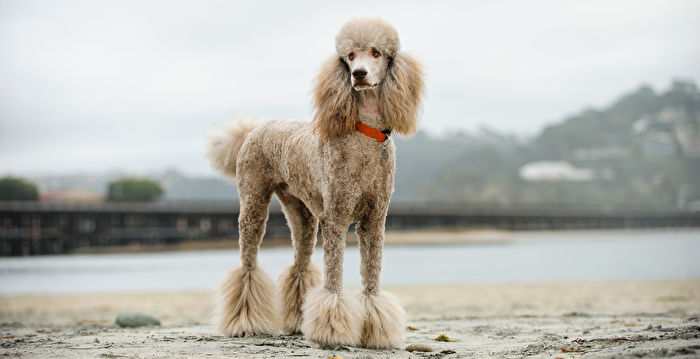 你家的狗狗可能是天生的游泳健將別埋沒天分 獵犬 導盲犬 寵物 大紀元