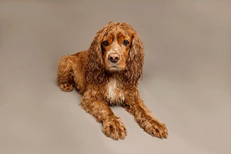 Studio,Portrait,Of,A,Wet,Cocker,Spaniel,Dog. ,水犬,Shutterstock