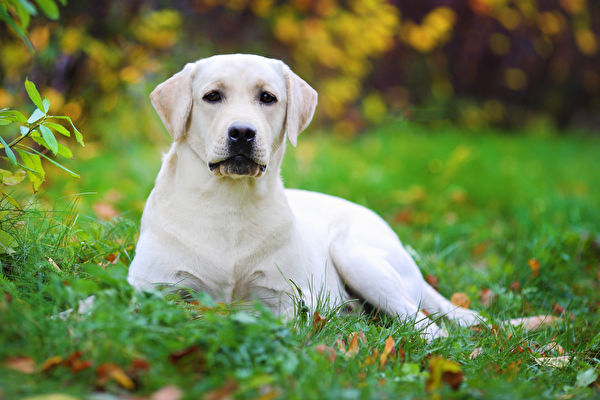 Beautiful,Labrador,Retriever,Lies,On,The,Lawn.,Blurred,Background,Shutterstock,水犬,拉不拉多