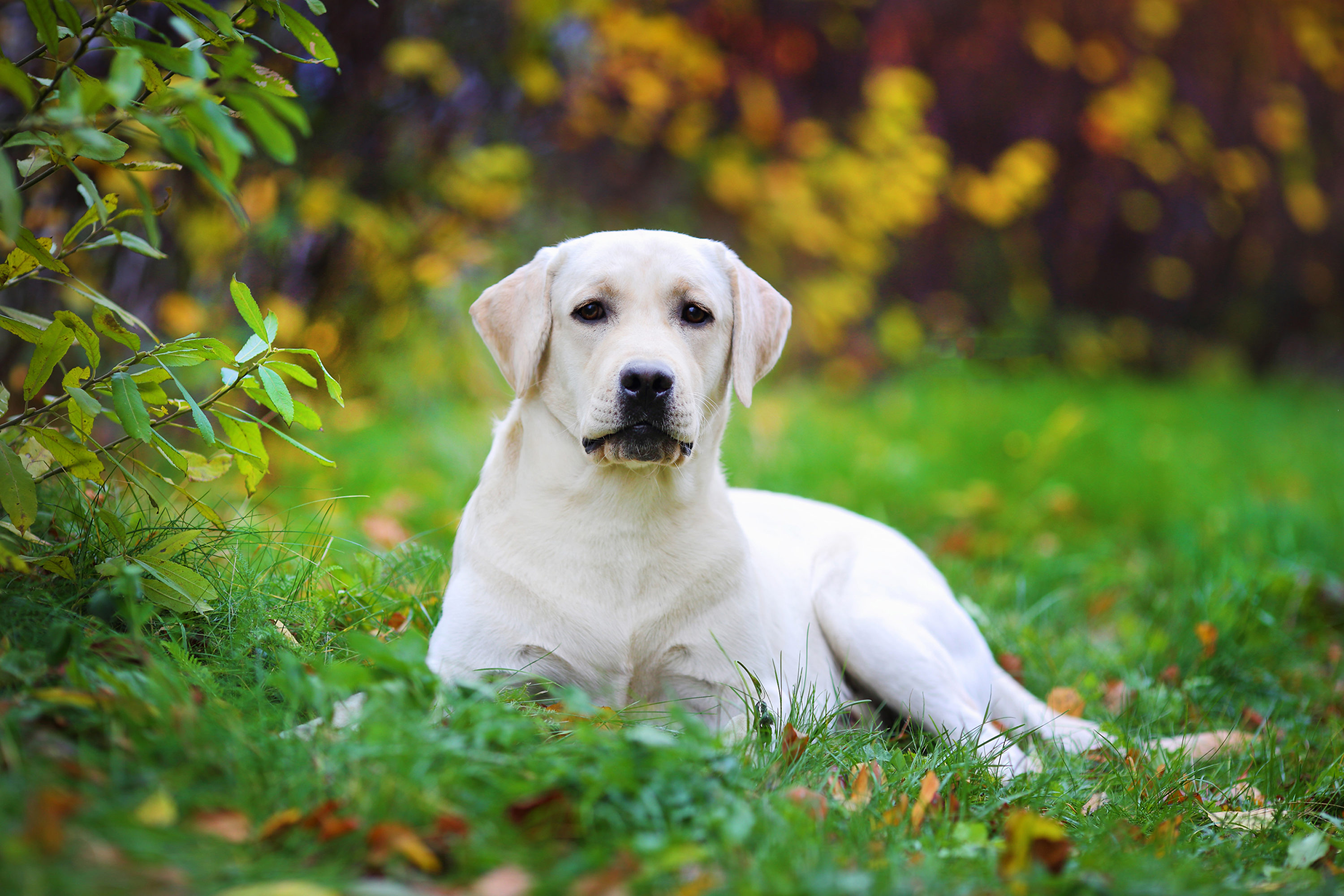 Beautiful,Labrador,Retriever,Lies,On,The,Lawn.,Blurred,Background,Shutterstock,水犬,拉不拉多