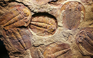 新研究：5.4亿年前的三叶虫用腿呼吸