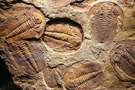 新研究 5 4亿年前的三叶虫用腿呼吸 大纪元