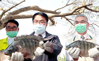 台灣鯛獲國際水產ASC認證 年產僅2千噸