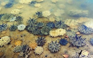 台湾水母湖现逾8万只水母 “活化石”鲎现踪