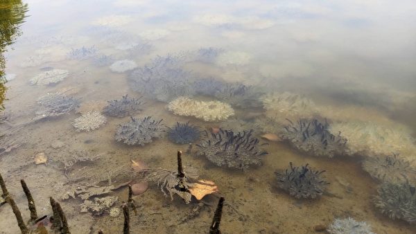 台湾水母湖大爆发逾8万只 “活化石”鲎现踪
