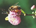 保护本地蜜蜂 堪京新区选树考虑开花季节