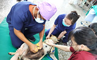 嘉大动物医疗团助偏乡动物绝育、施打疫苗