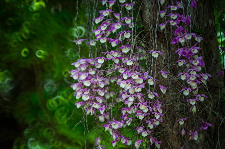  石斛蘭每年約4月中旬開花，花期大約為期兩週。