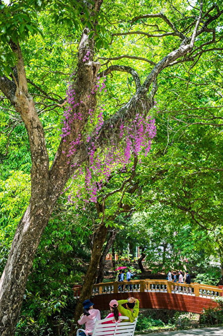 石斛蘭花團錦簇讓原本就美麗的嘉義公園更增魅力。 
