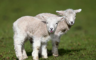 绵羊爱好者注意 麻州18只羊求收养