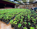 毒枭开山种大麻 台警调破获量创纪录