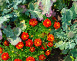 8種適合種在菜園的花 好看好吃還能驅蟲