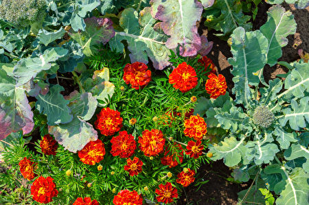 8種適合種在菜園的花好看好吃還能驅蟲 種花 鮮花 大紀元